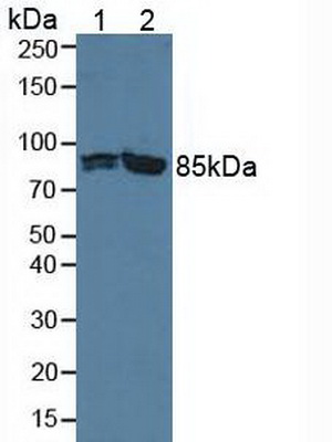 Phosphofructokinase, Platelet (PFKP) Rat Polyclonal Antibody