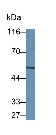 Tryptophanyl tRNA Synthetase (WARS) Mouse Polyclonal Antibody