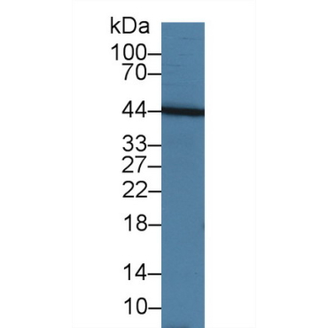 Tumor Necrosis Factor Ligand Superfamily, Member 13 (TNFSF13) Bovine (Cattle) Polyclonal Antibody