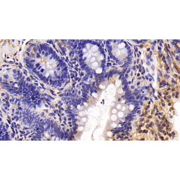 Glutamate Receptor Interacting Protein 1 (GRIP1) Human Polyclonal Antibody