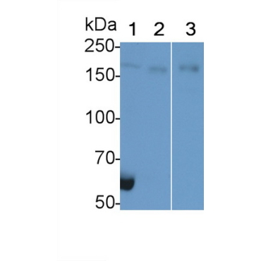 Glutamate Receptor Interacting Protein 1 (GRIP1) Human Polyclonal Antibody