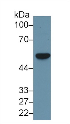 Fascin (FSCN) Rat Polyclonal Antibody
