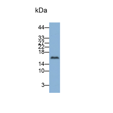 Ribonuclease A3 (RNASE3) Human Polyclonal Antibody