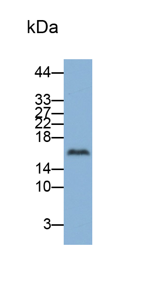 Ribonuclease A3 (RNASE3) Human Polyclonal Antibody