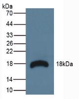 Ribonuclease A3 (RNASE3) Mouse Polyclonal Antibody
