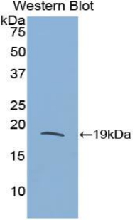 Ribonuclease A3 (RNASE3) Rat Polyclonal Antibody