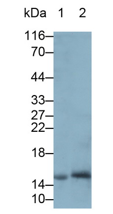 Regenerating Islet Derived Protein 1 Alpha (REG1a) Rat Polyclonal Antibody