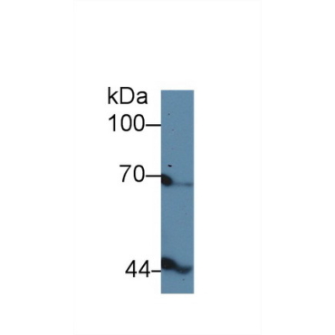 Inhibin Beta B (INHbB) Chicken (Gallus) Polyclonal Antibody