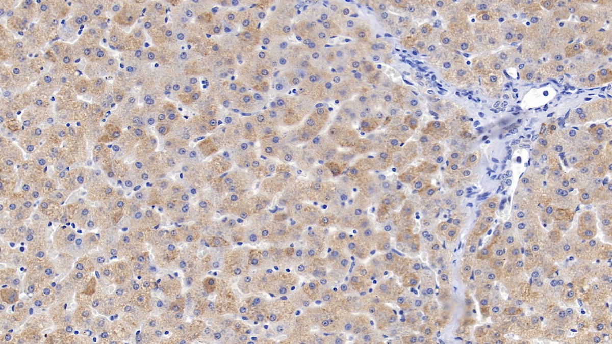 Inhibin Beta B (INHbB) Pig Polyclonal Antibody