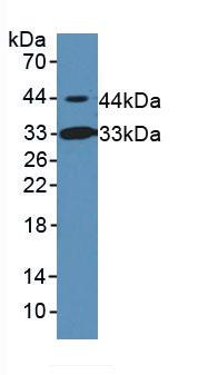 Inhibin Beta B (INHbB) Rat Polyclonal Antibody
