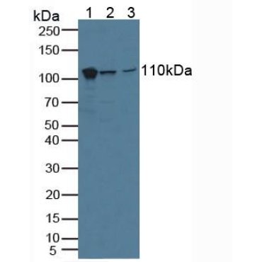 Major Vault Protein (MVP) Human Polyclonal Antibody