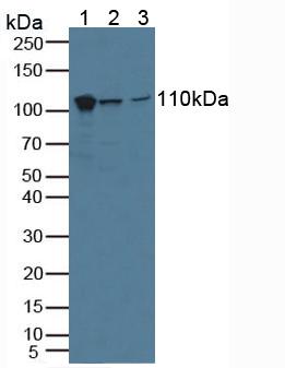 Major Vault Protein (MVP) Human Polyclonal Antibody
