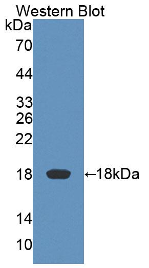 Killer Cell Lectin Like Receptor Subfamily K, Member 1 (KLRK1) Rat Polyclonal Antibody