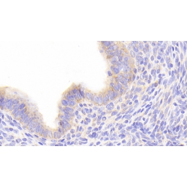 Prostaglandin F2 Receptor Negative Regulator (PTGFRN) Mouse Polyclonal Antibody