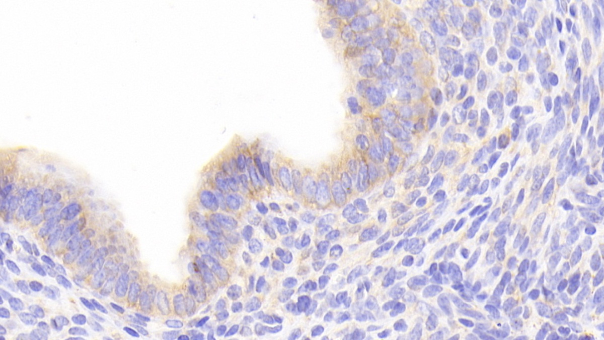 Prostaglandin F2 Receptor Negative Regulator (PTGFRN) Mouse Polyclonal Antibody