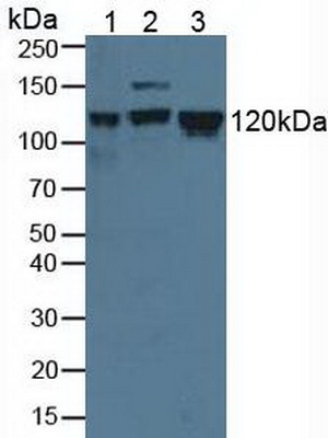 Minichromosome Maintenance Deficient 2 (MCM2) Human Polyclonal Antibody