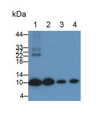 S100 Calcium Binding Protein A6 (S100A6) Mouse Polyclonal Antibody