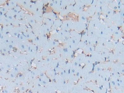 S100 Calcium Binding Protein A6 (S100A6) Rat Polyclonal Antibody