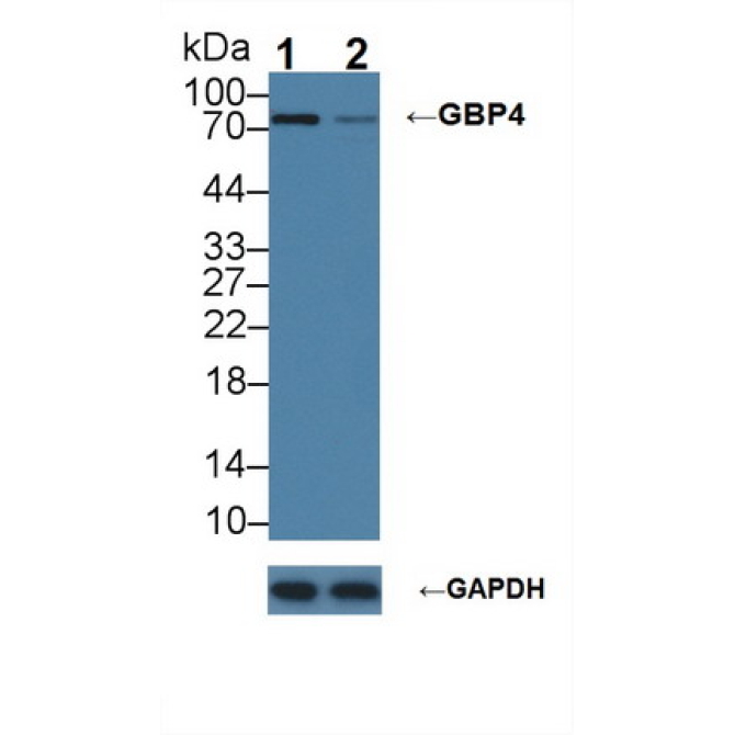 Guanylate Binding Protein 4 (GBP4) Human Polyclonal Antibody