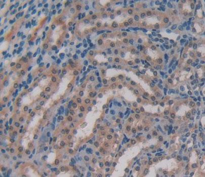 Guanylate Binding Protein 4 (GBP4) Rat Polyclonal Antibody