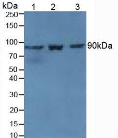 Transglutaminase 1 (TGM1) Mouse Polyclonal Antibody