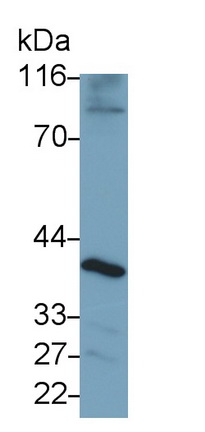 Sialophorin (SPN) Mouse Polyclonal Antibody