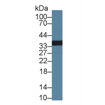 Phospholipid Scramblase 1 (PLSCR1) Human Polyclonal Antibody