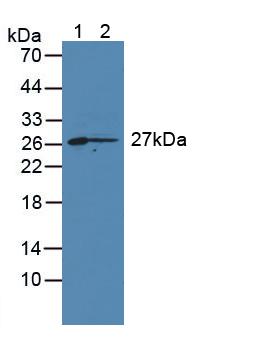 Cluster Of Differentiation 7 (CD7) Rat Polyclonal Antibody