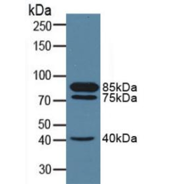 Neprilysin (CD10) Human Polyclonal Antibody