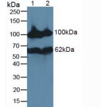 Neprilysin (CD10) Human Polyclonal Antibody