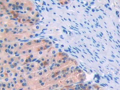 Neprilysin (CD10) Rat Polyclonal Antibody
