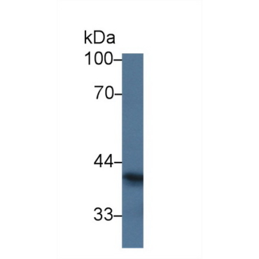 Sialic Acid Binding Ig Like Lectin 7 (SIGLEC7) Human Polyclonal Antibody