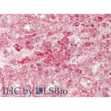 Sialic Acid Binding Ig Like Lectin 7 (SIGLEC7) Human Polyclonal Antibody