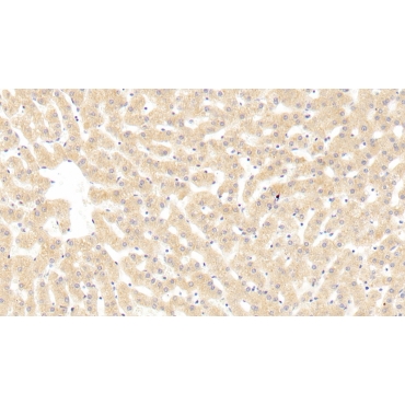 Sialic Acid Binding Ig Like Lectin 8 (SIGLEC8) Human Polyclonal Antibody