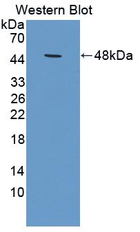 Fibroblast Growth Factor Receptor 1 (FGFR1) Rat Polyclonal Antibody