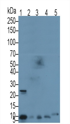 S100 Calcium Binding Protein A8 (S100A8) Rat Polyclonal Antibody