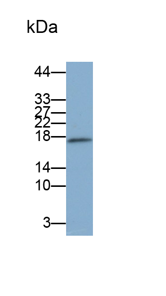 S100 Calcium Binding Protein A9 (S100A9) Mouse Polyclonal Antibody