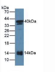 Serum Amyloid A2 (SAA2) Mouse Polyclonal Antibody