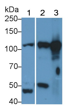 Signal Transducer And Activator Of Transcription 2 (STAT2) Rat Polyclonal Antibody
