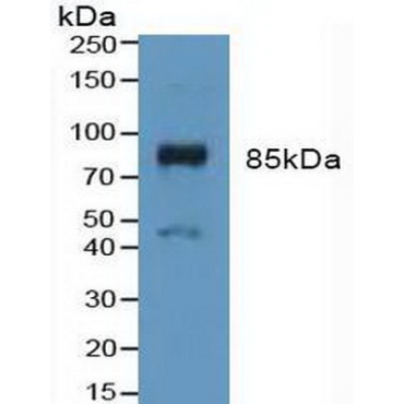 Fibroblast Growth Factor Receptor 3 (FGFR3) Human Polyclonal Antibody