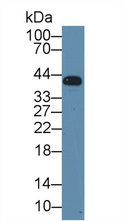 Natural Cytotoxicity Triggering Receptor 1 (NCR1) Rat Polyclonal Antibody