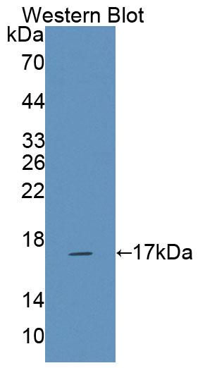 Natural Cytotoxicity Triggering Receptor 3 (NCR3) Rat Polyclonal Antibody