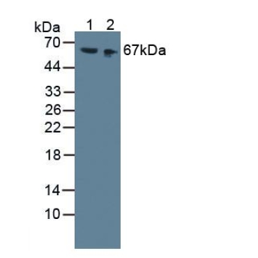 High Molecular Weight Kininogen (HMWK) Mouse Polyclonal Antibody