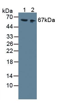 High Molecular Weight Kininogen (HMWK) Mouse Polyclonal Antibody