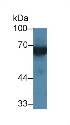 High Molecular Weight Kininogen (HMWK) Rat Polyclonal Antibody