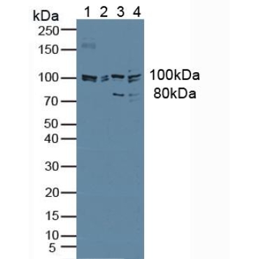 Jagged 1 (JAG1) Human Polyclonal Antibody
