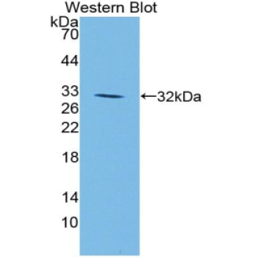 Jagged 1 (JAG1) Mouse Polyclonal Antibody