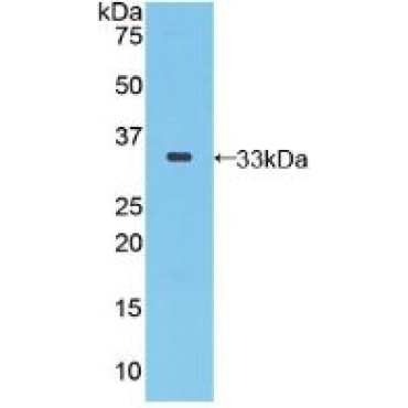 Selenoprotein P1, Plasma (SEPP1) Human Polyclonal Antibody