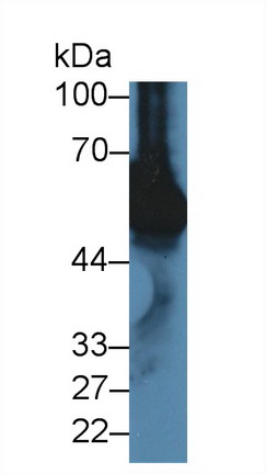 Vitamin D Binding Protein (DBP) Mouse Polyclonal Antibody