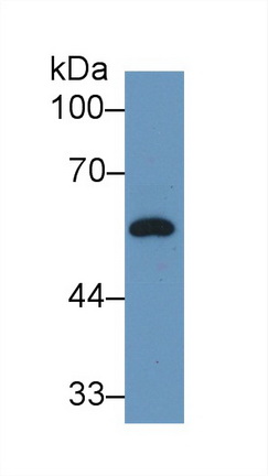 Vitamin D Binding Protein (DBP) Rat Polyclonal Antibody